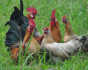 ZETTLER´s AZ2150 use in poultry feeding systems
